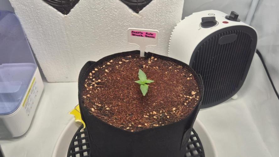 Anesias Auto Blueberry Banana 