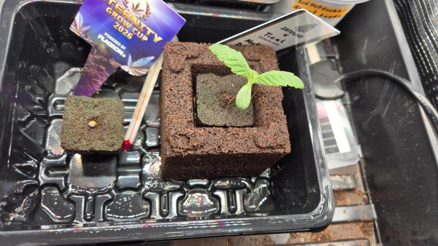 Tropfender Nektar. Week 1 - Tag 9