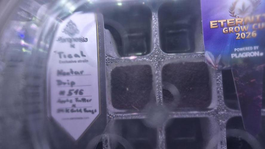 Tropfender Nektar. Week 0 - Tag 0.3