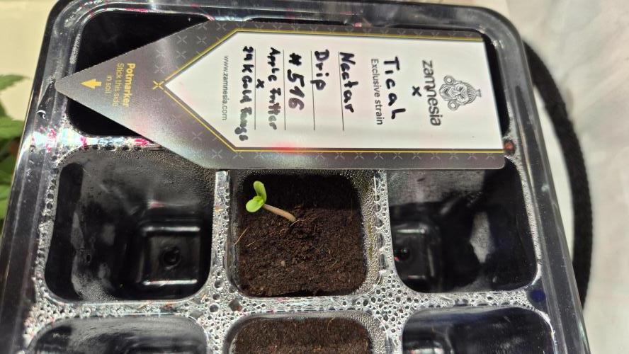 Tropfender Nektar. Week 0 - Tag 0.4