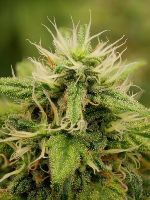 Kannabia Sunset Sherbet Go Fast. Week 14 - Tag 104
Blütetag 68