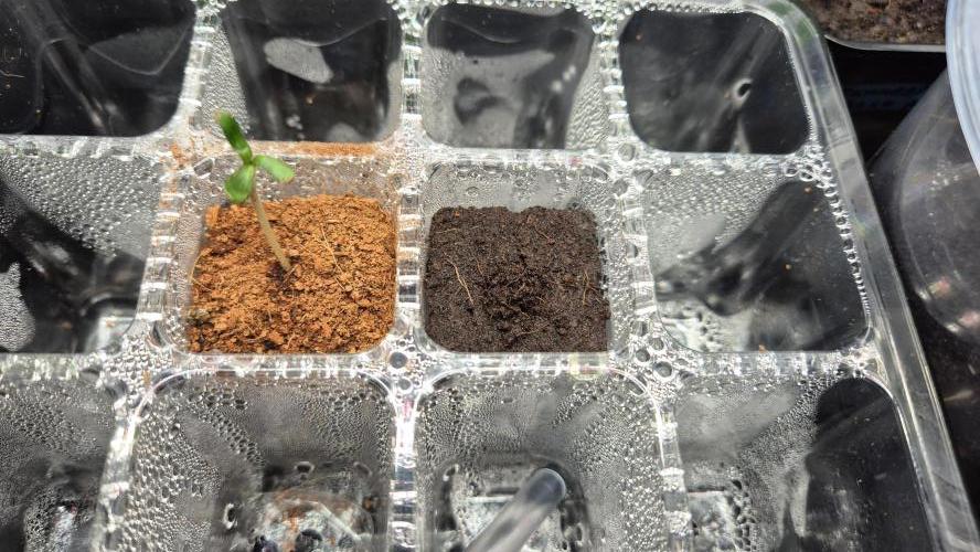 Eternity Grow Cup 2026. Week 2 - Nr 2
Tag 0.5