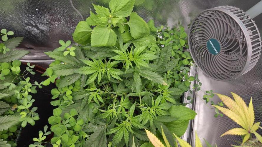 T.H.Seeds Bubble Banana Gum. Week 5 - Tag 36
Blütetag 1