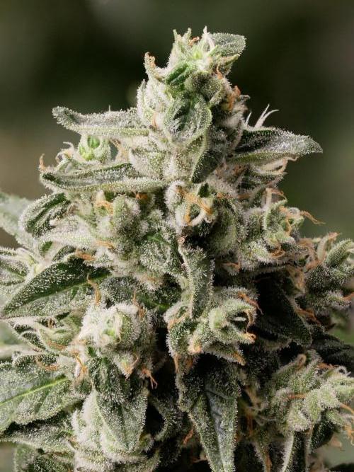 Kannabias Karibbean Mango. Week 14 - Tag 103
Blütetag 68