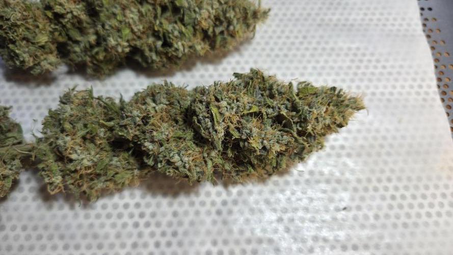Kannabia Sunset Sherbet Go Fast. Week 16 - Leicht getrimmt