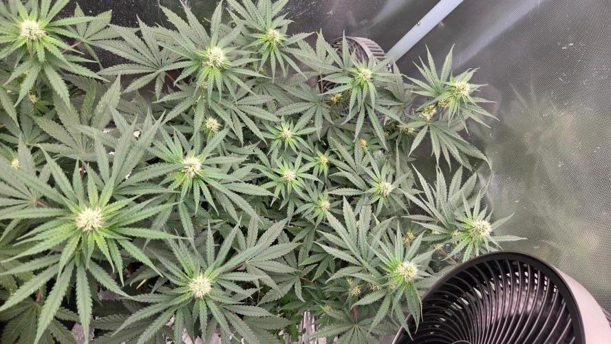 T.H.Seeds Bubble Banana Gum. Week 8 - Tag 59
Blütetag 24