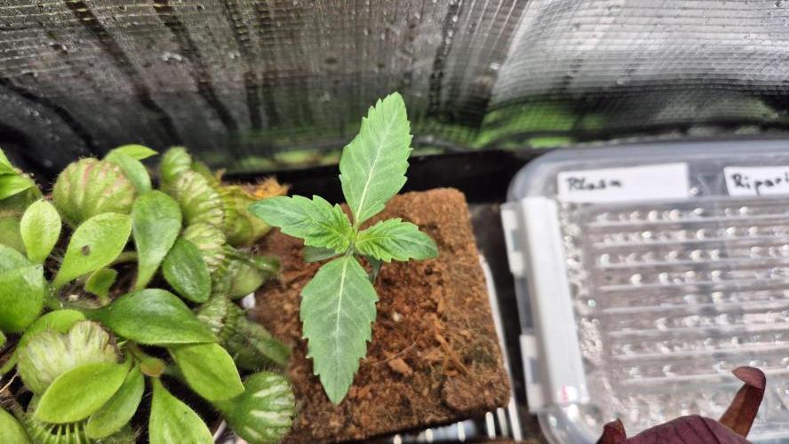 Sensis Cherry Strudel. Week 1 - Tag 12