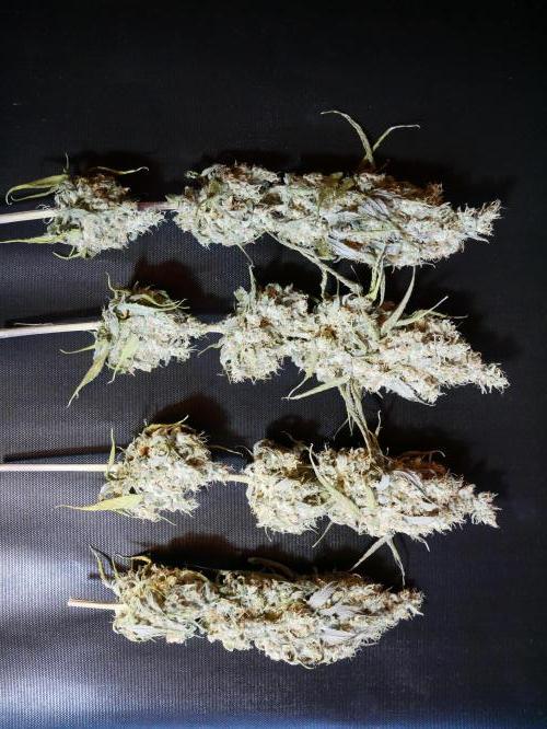 Kannabia Candy Cream Go Fast. Week 15 - Die "frühe" Teilernte, schön für helles Rosin