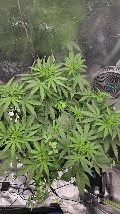 T.H.Seeds Bubble Banana Gum. Week 6 - Tag 46
Blütetag 11