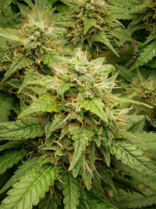 Kannabia Sunset Sherbet Go Fast. Week 14 - Tag 104
Blütetag 68