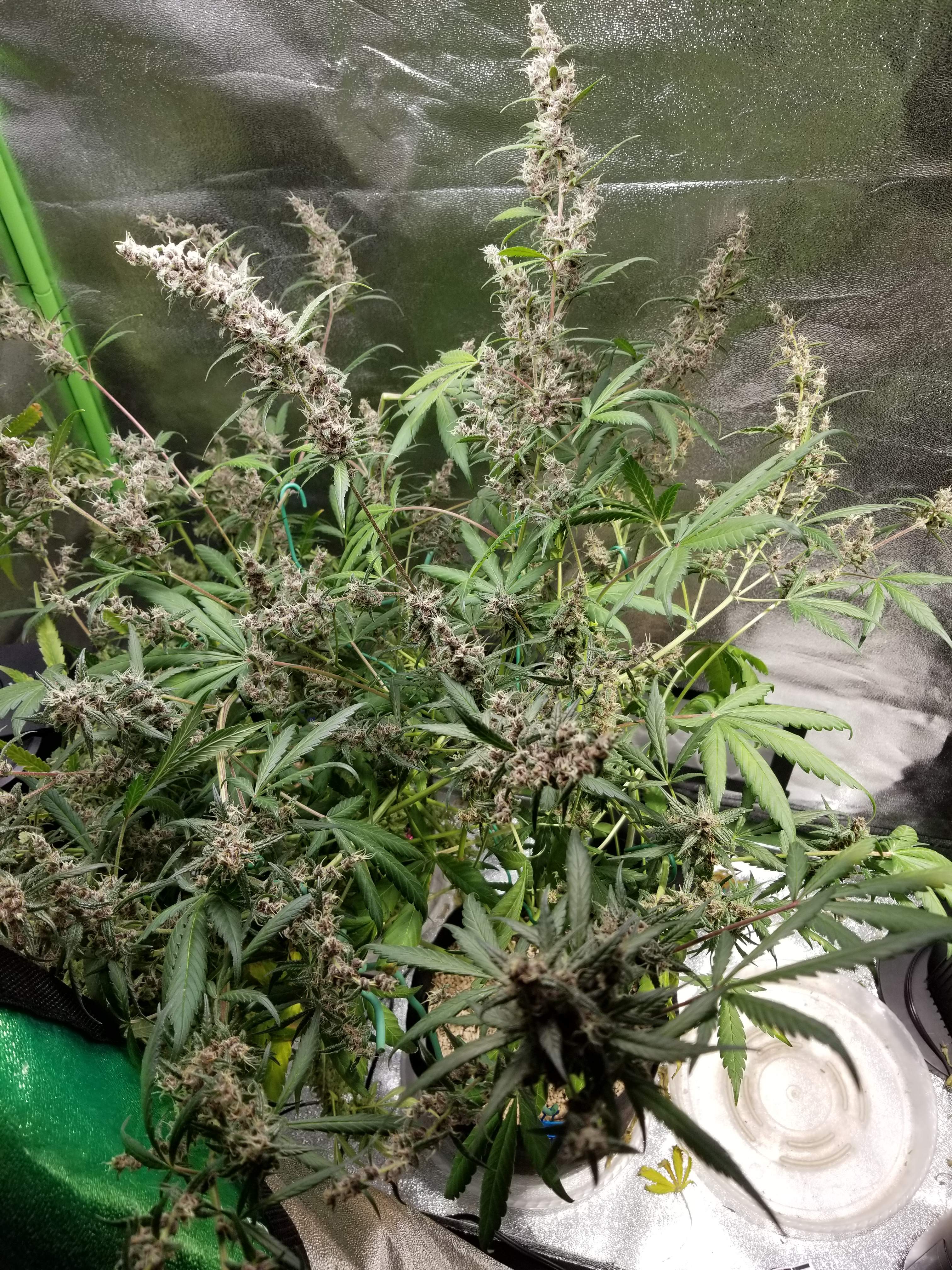 Sweet Seeds Devil Cream Auto® grow diary (journal) week13 by