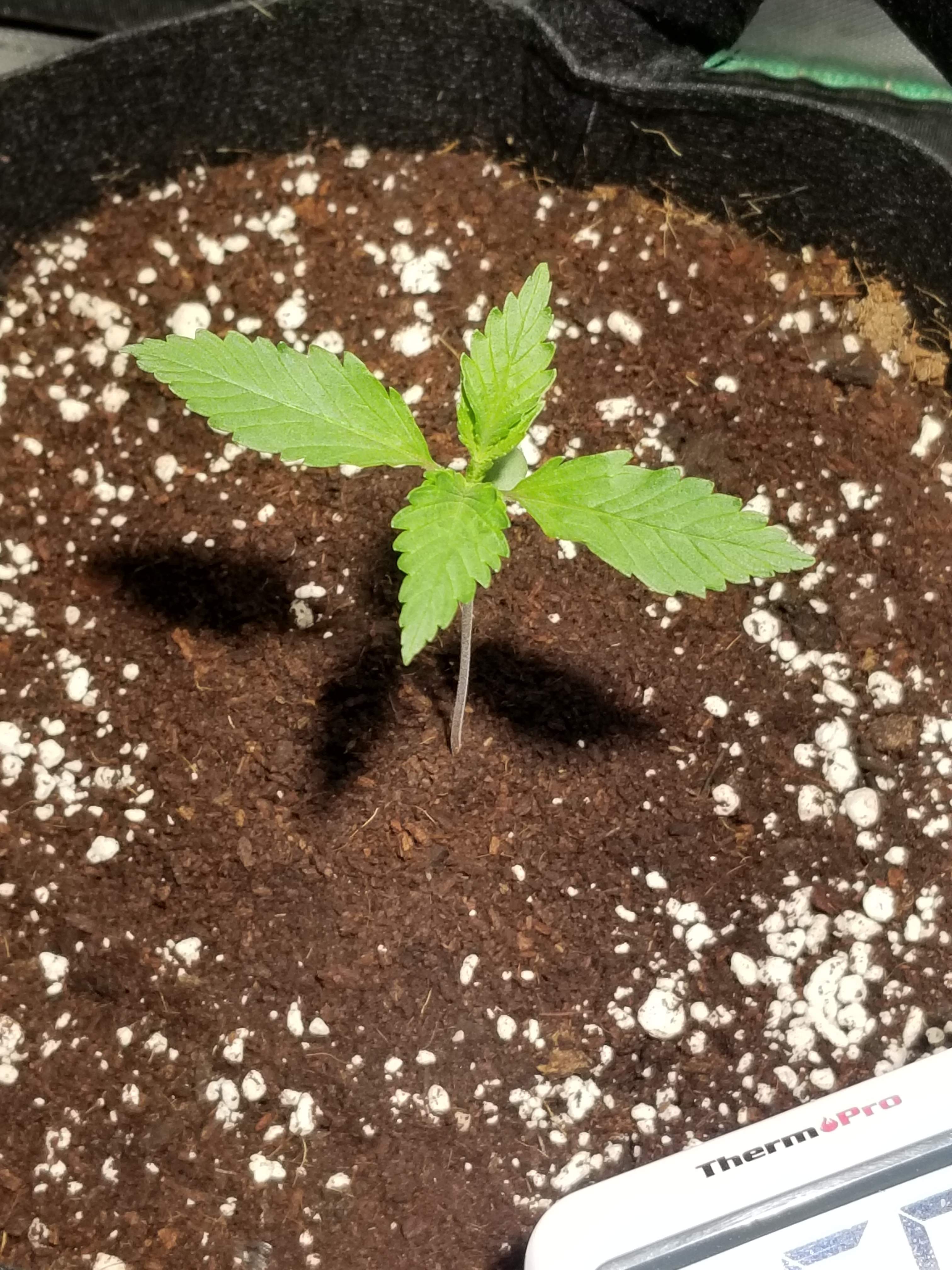 Sweet Seeds Devil Cream Auto® 2 grow diary (journal) 2 harvest16 by