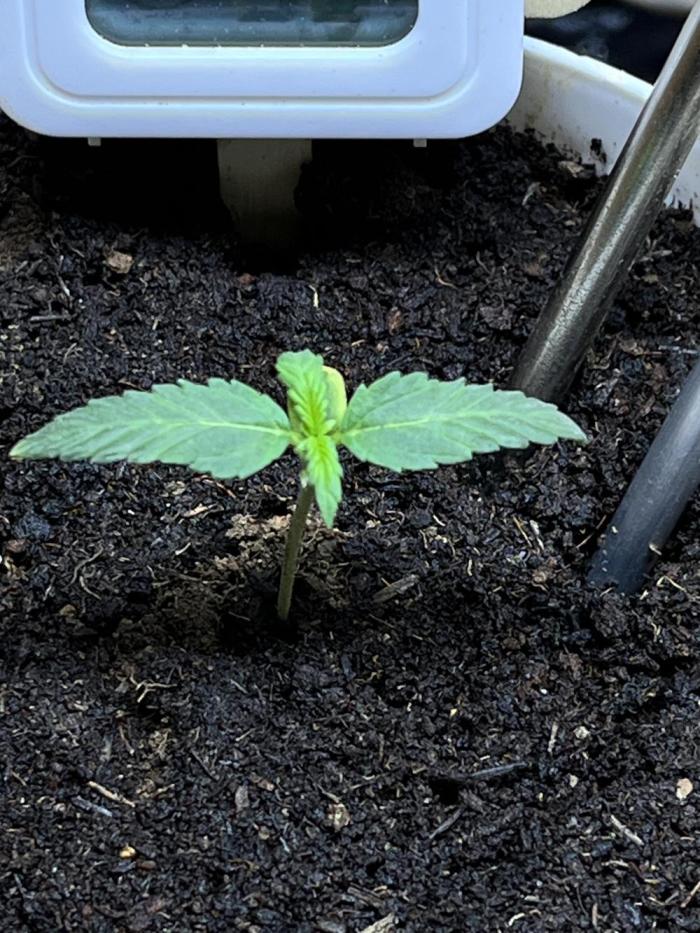 First time 🌱😏. Week 2 - 17 day