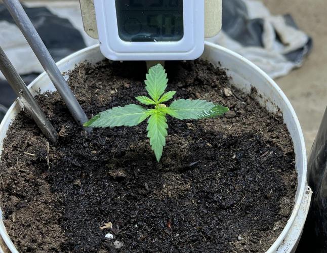 First time 🌱😏. Week 3