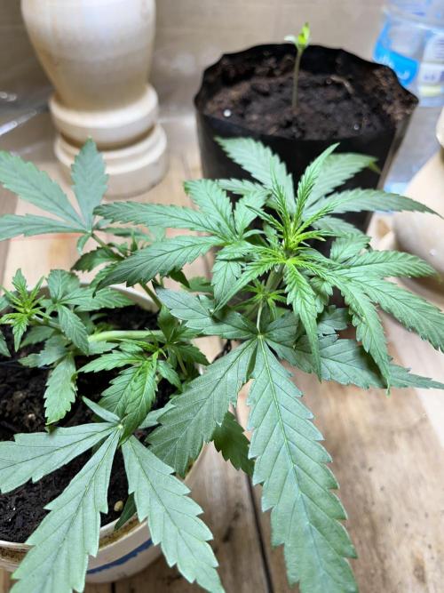 First time 🌱😏. Week 6