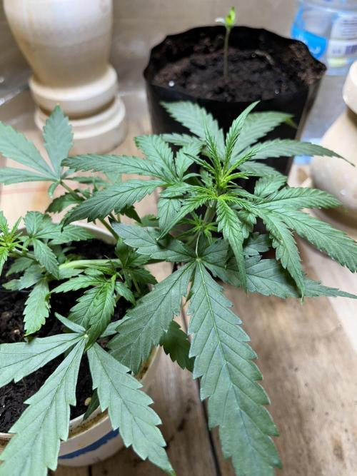 First time 🌱😏. Week 6
