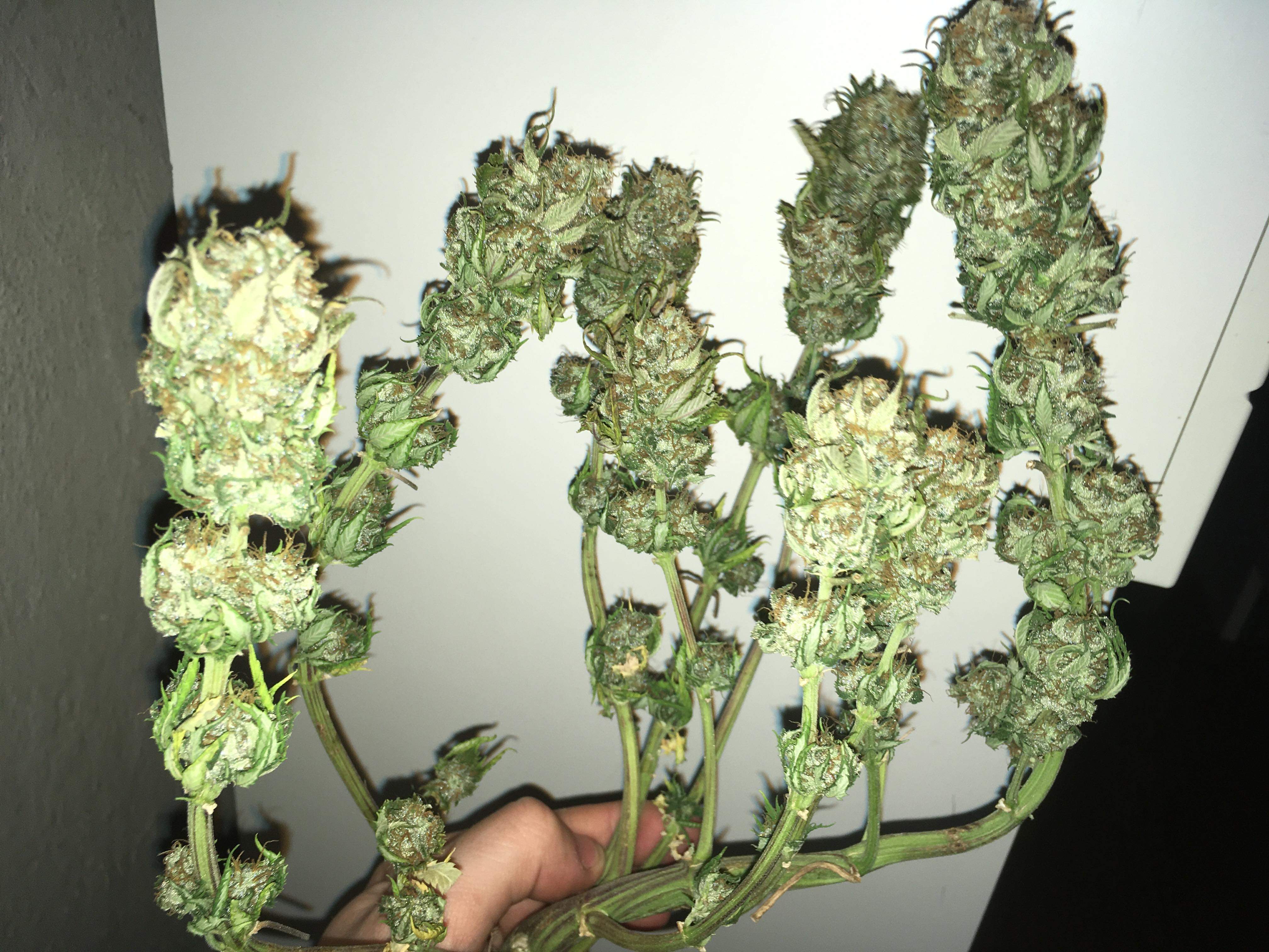 Cheesus, Girl Scout Cookies, Tangie grow diary (journal) harvest13.2 by