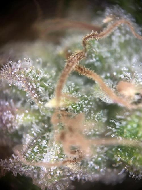 Highnrich