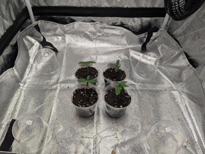 60x60cm - 3 Strain Grow - 100W. Week 0 - Started with 4.