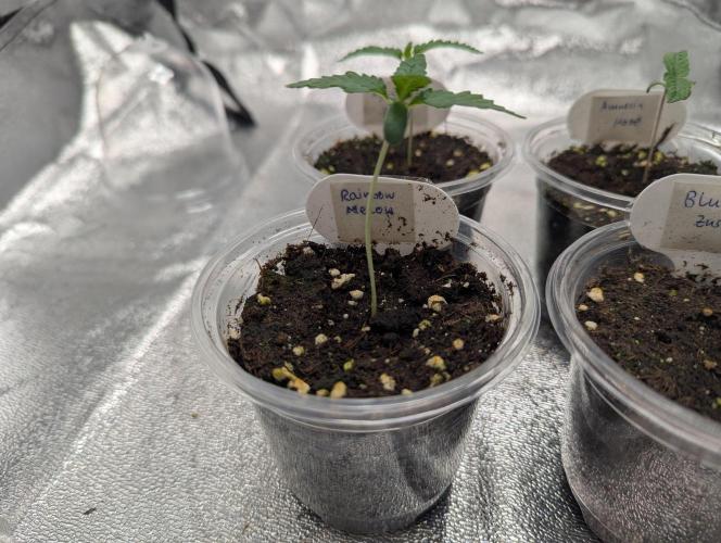 60x60cm - 3 Strain Grow - 100W. Week 0 - Rainbow Melon