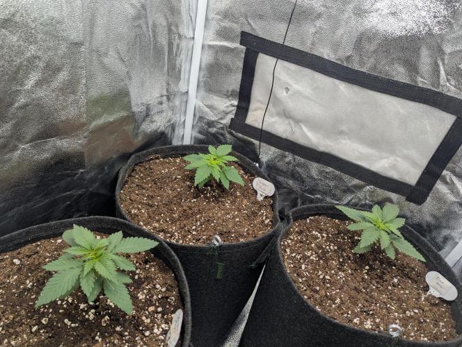 60x60cm - 3 Strain Grow - 100W. Week 1