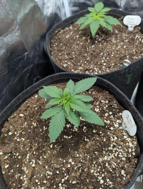 60x60cm - 3 Strain Grow - 100W. Week 1