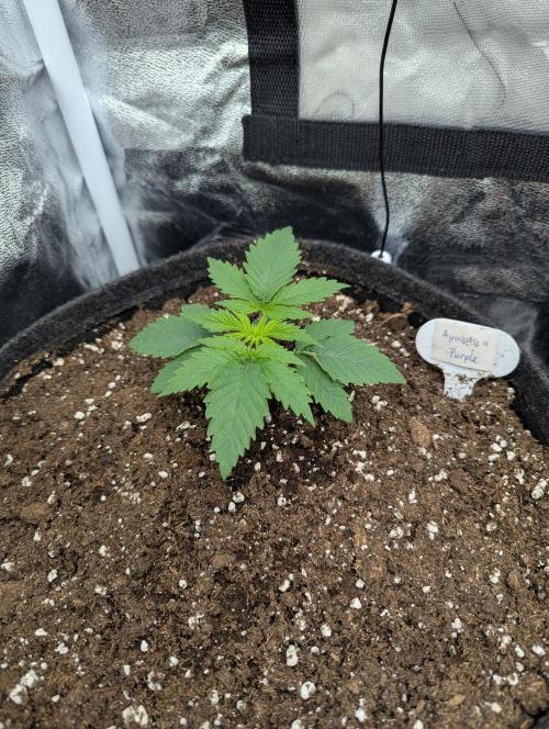 60x60cm - 3 Strain Grow - 100W. Week 1