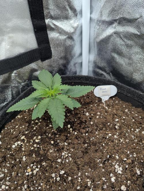 60x60cm - 3 Strain Grow - 100W. Week 1
