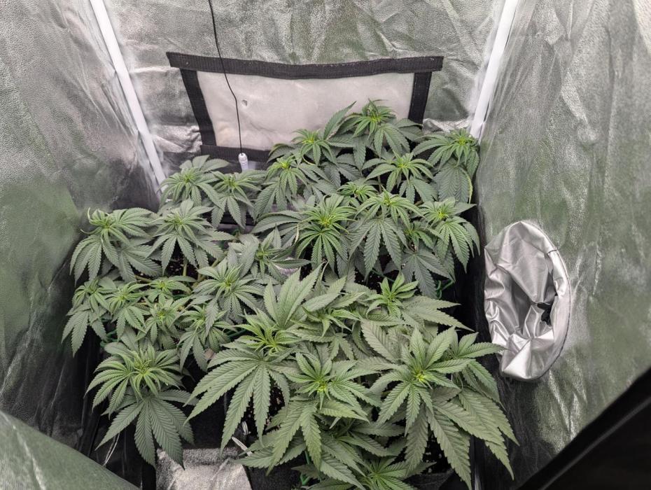 60x60cm - 3 Strain Grow - 100W. Week 5