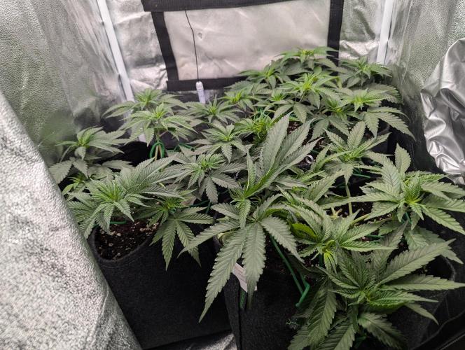 60x60cm - 3 Strain Grow - 100W. Week 4