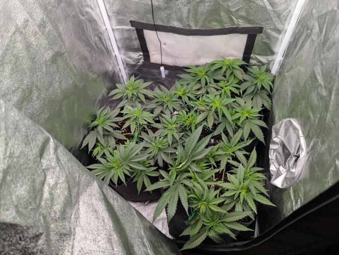60x60cm - 3 Strain Grow - 100W. Week 4