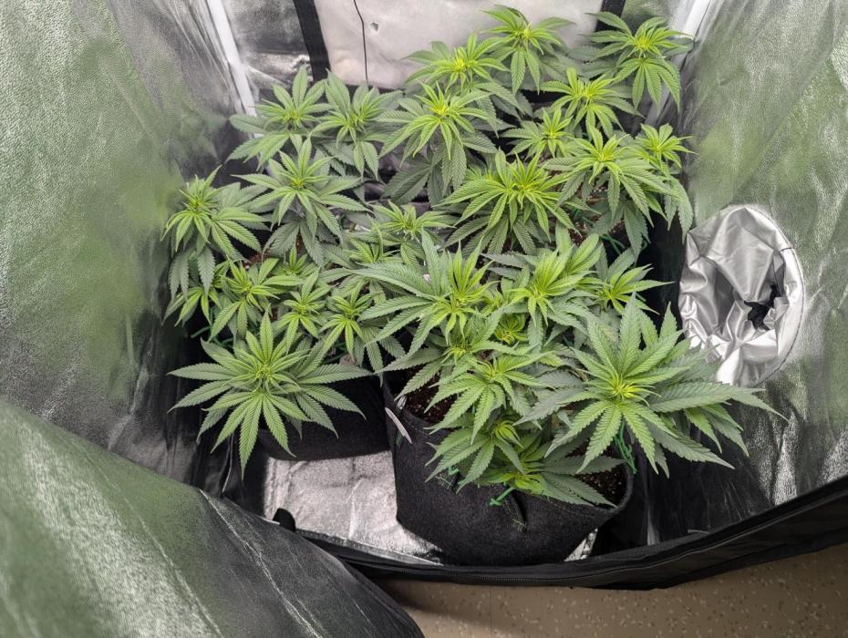 60x60cm - 3 Strain Grow - 100W. Week 6