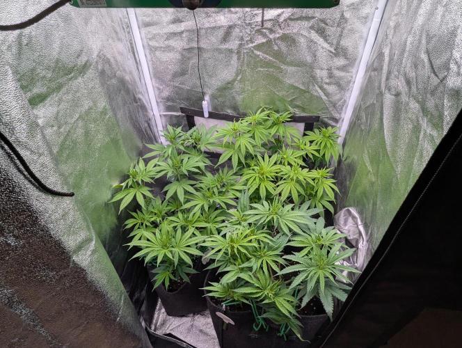 60x60cm - 3 Strain Grow - 100W. Week 7