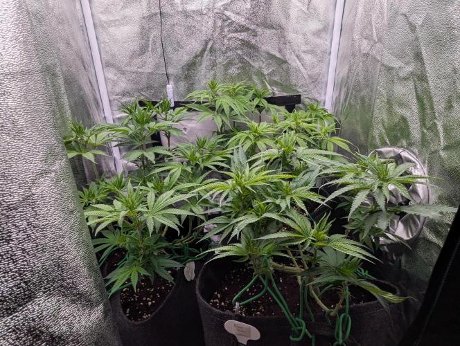 60x60cm - 3 Strain Grow - 100W. Week 7