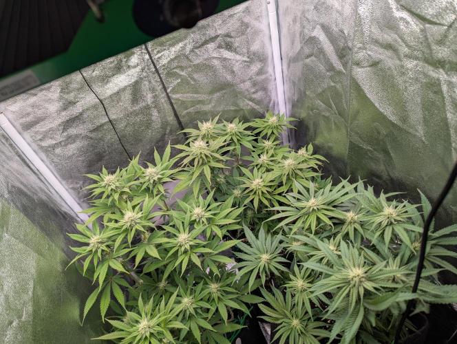 60x60cm - 3 Strain Grow - 100W. Week 9