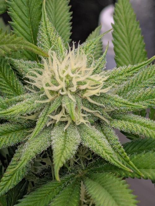 60x60cm - 3 Strain Grow - 100W. Week 9 - Rainbow Melon 