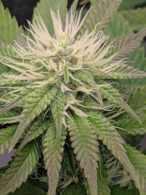 60x60cm - 3 Strain Grow - 100W. Week 9 - Ayahuasca Purple 