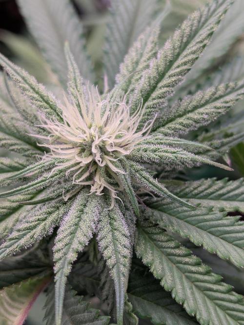 60x60cm - 3 Strain Grow - 100W. Week 9 - Blue Zushi 