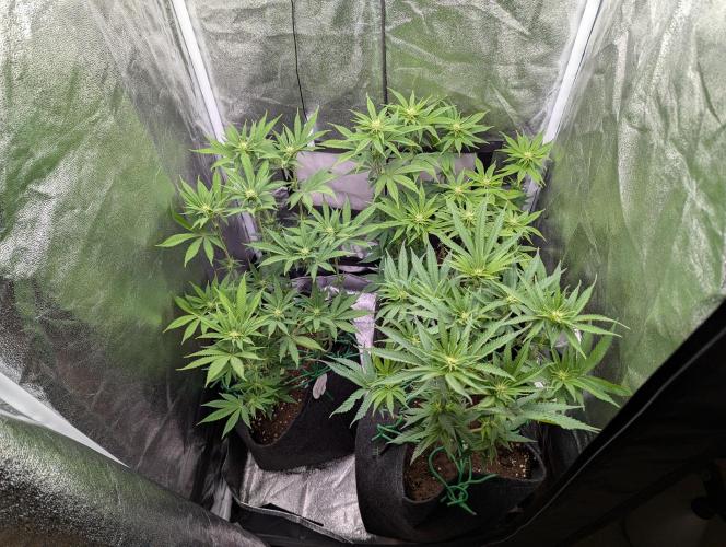 60x60cm - 3 Strain Grow - 100W. Week 8