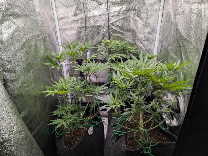 60x60cm - 3 Strain Grow - 100W. Week 8