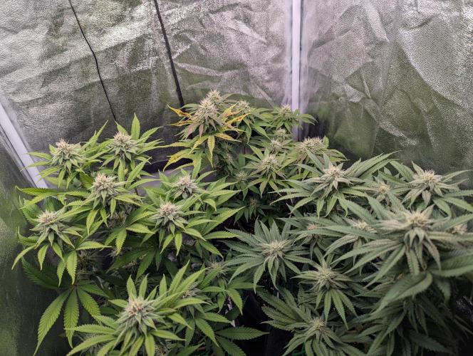 60x60cm - 3 Strain Grow - 100W. Week 10