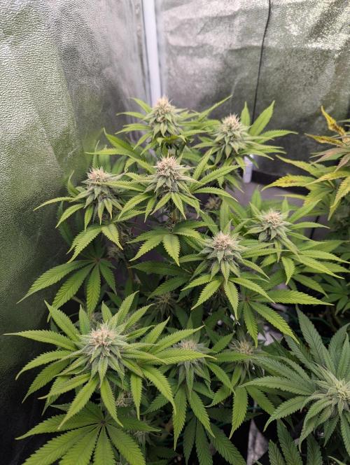 60x60cm - 3 Strain Grow - 100W. Week 10 - Rainbow Melon