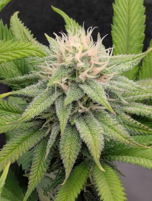 60x60cm - 3 Strain Grow - 100W. Week 10 - Rainbow Melon