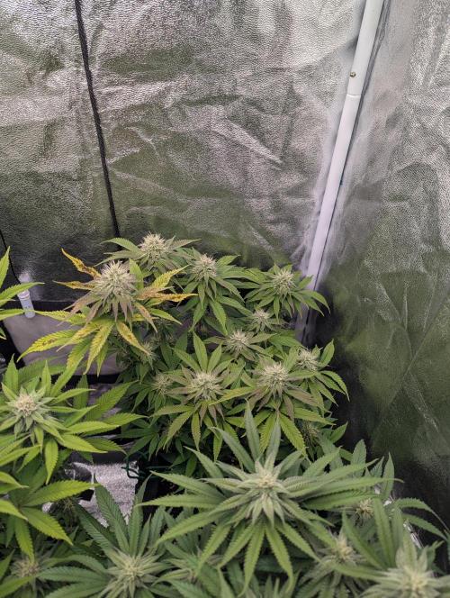 60x60cm - 3 Strain Grow - 100W. Week 10 - Ayahuasca Purple