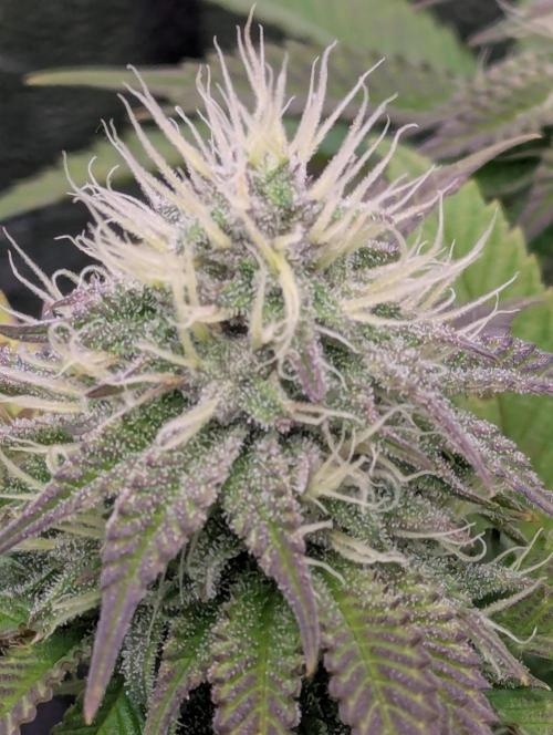 60x60cm - 3 Strain Grow - 100W. Week 10 - Ayahuasca Purple 
