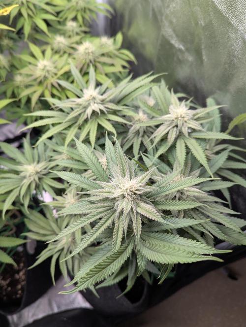60x60cm - 3 Strain Grow - 100W. Week 10 - Blue Zushi 
