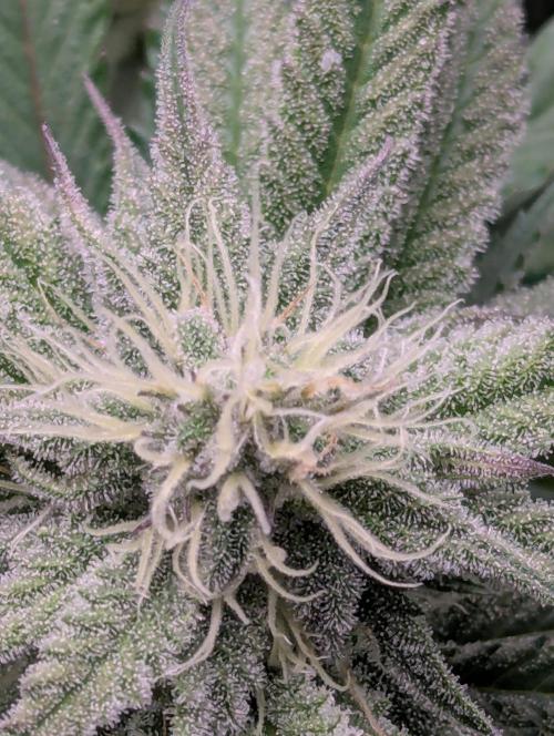 60x60cm - 3 Strain Grow - 100W. Week 10 - Blue Zushi 