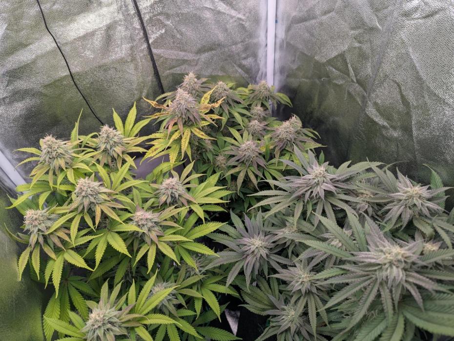 60x60cm - 3 Strain Grow - 100W. Week 11