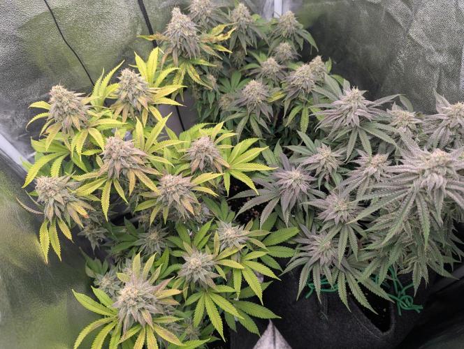 60x60cm - 3 Strain Grow - 100W. Week 12