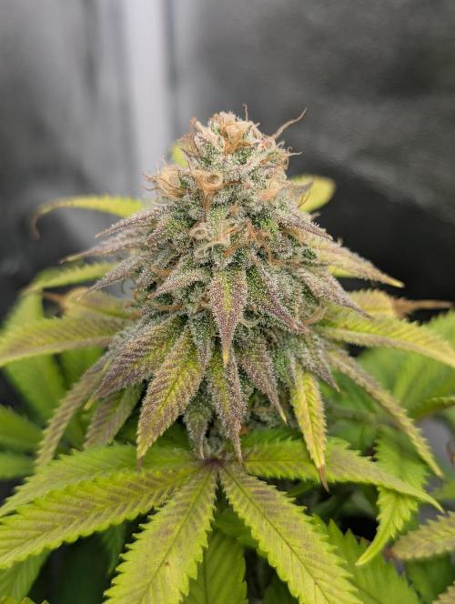 60x60cm - 3 Strain Grow - 100W. Week 12 - Rainbow Melon 